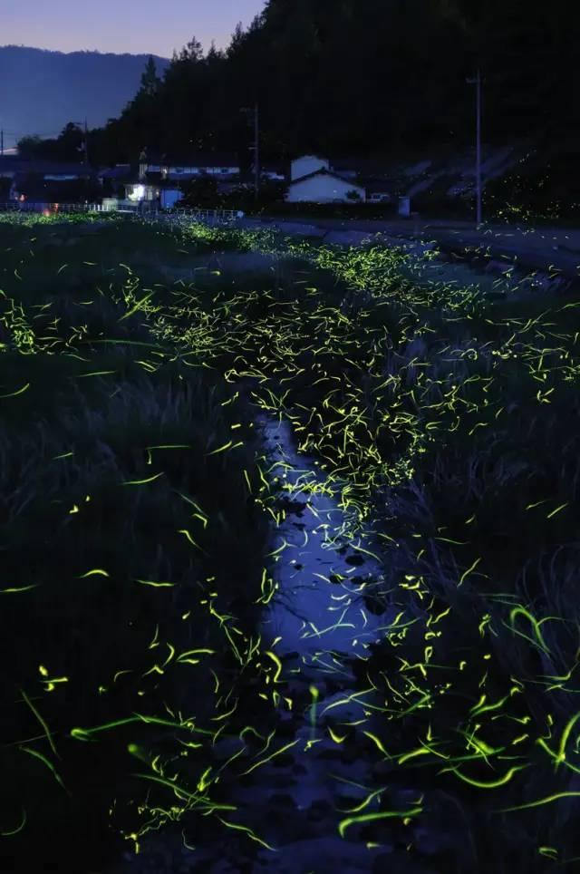 犀牛森林大逃生